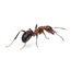 24 hour Pest Control  London