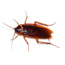 24 hour Pest Control London