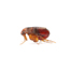 24Hr Emergency Pest Control London & Hertfordshire
