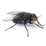 24Hr Emergency Pest Control London & Hertfordshire