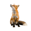 Pest Control Companies London
