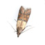 Pest Control Companies London