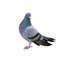 24Hr Emergency Pest Control London