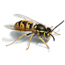 Insect Control