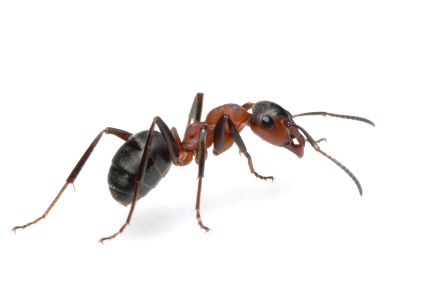 Ants 24 hour Pest London Hertfordshire